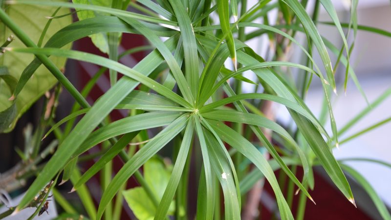 A practically indestructible houseplant, always green and it does not require attention