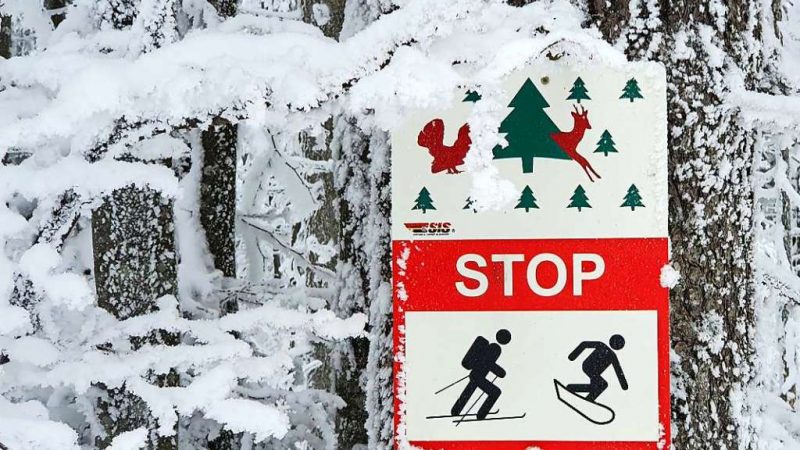 Country hikers disturb the tranquility of wildlife in the highlands of the Black Forest – southwest