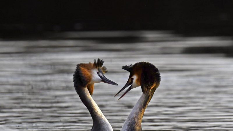 Country of Montbeliard.  The great grebe love game isn’t lacking in style