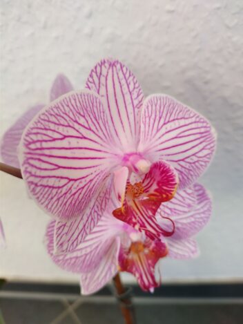 Orchid in Macro Screenshot 