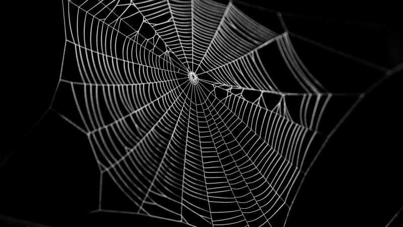 Understand the world of spiders and “talk” to them by turning their webs into sonication