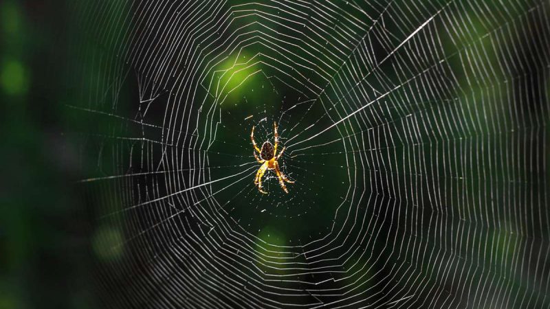 MIT wants to “communicate” with spiders using their web music