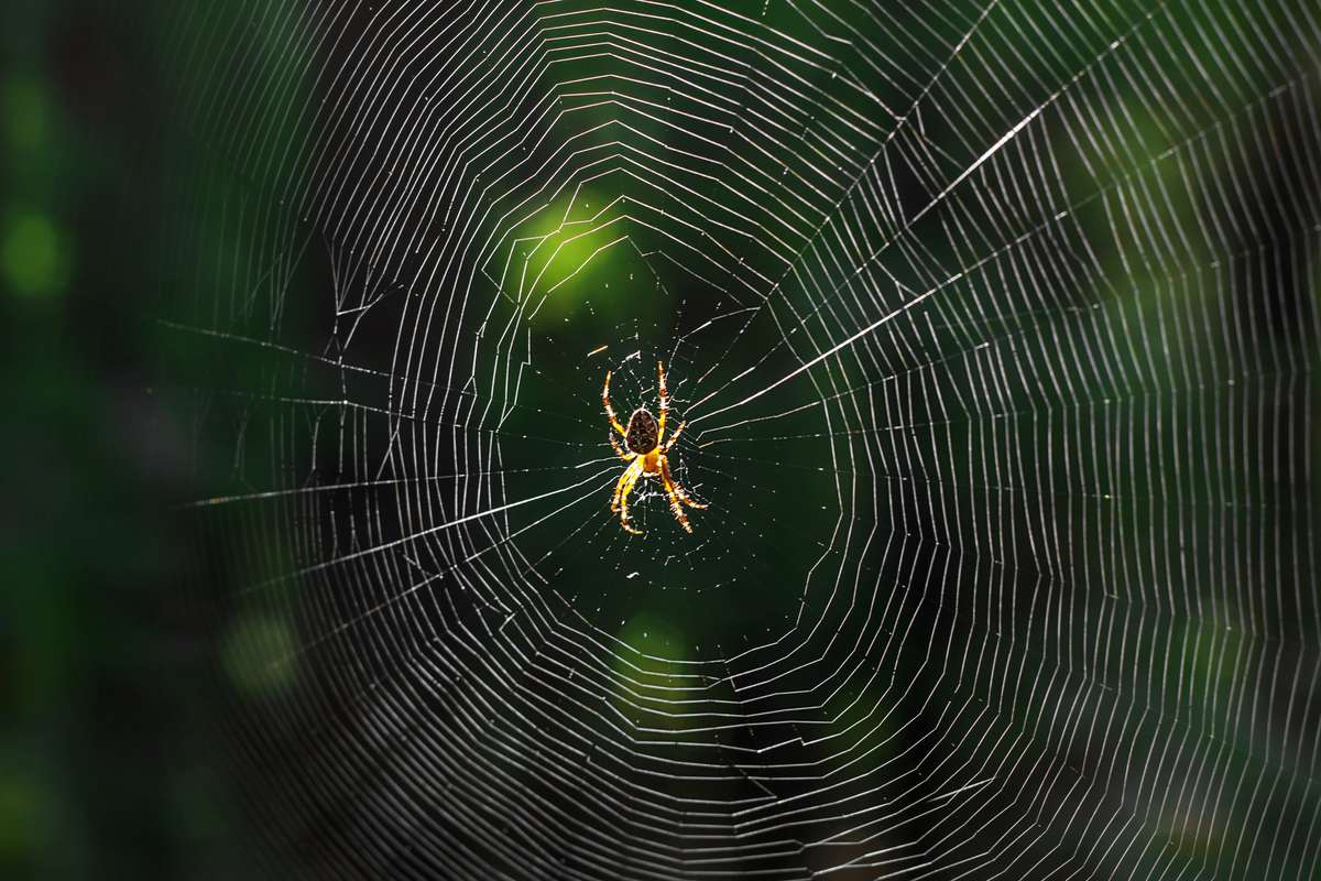 MIT wants to “communicate” with spiders using their web music