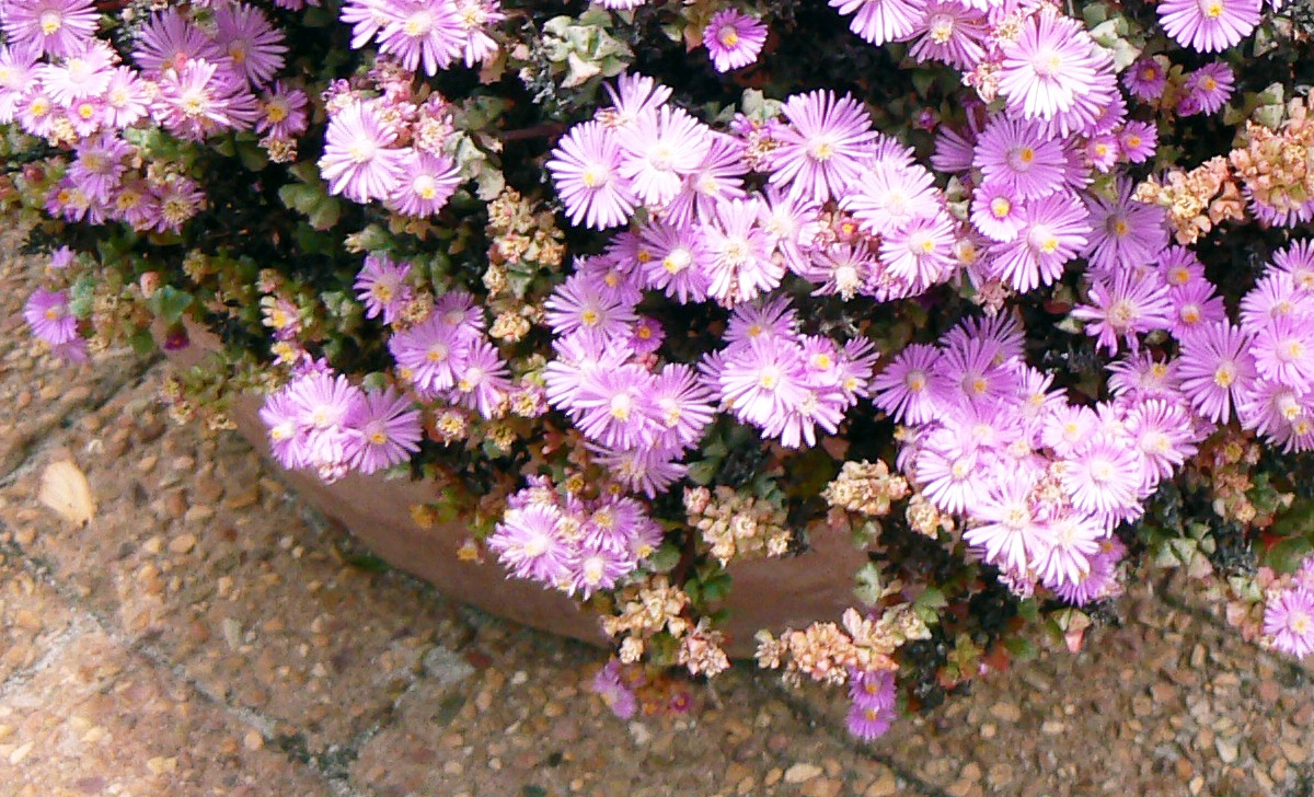 Layer of spectacular pink flowers with very hard succulents for gardens and balconies