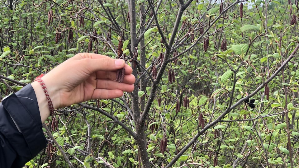 Hand showing dunes pepper growing in a bush.