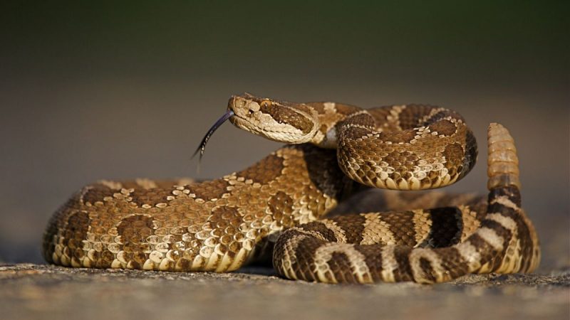 Rattlesnakes use an auditory illusion to make us think they are close