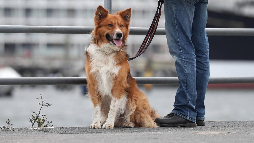 Dogs in parks: a loose leash?  Please do not!