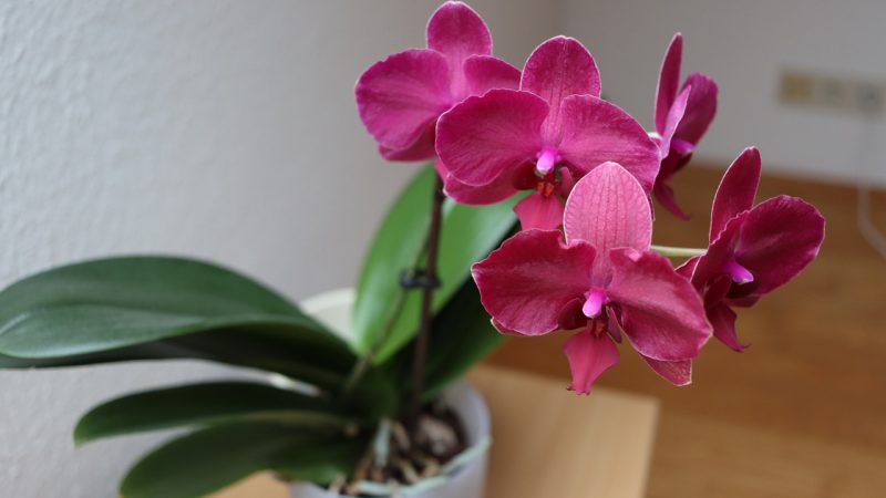 It may seem unbelievable, but by this trick the orchid will live longer and gain beauty