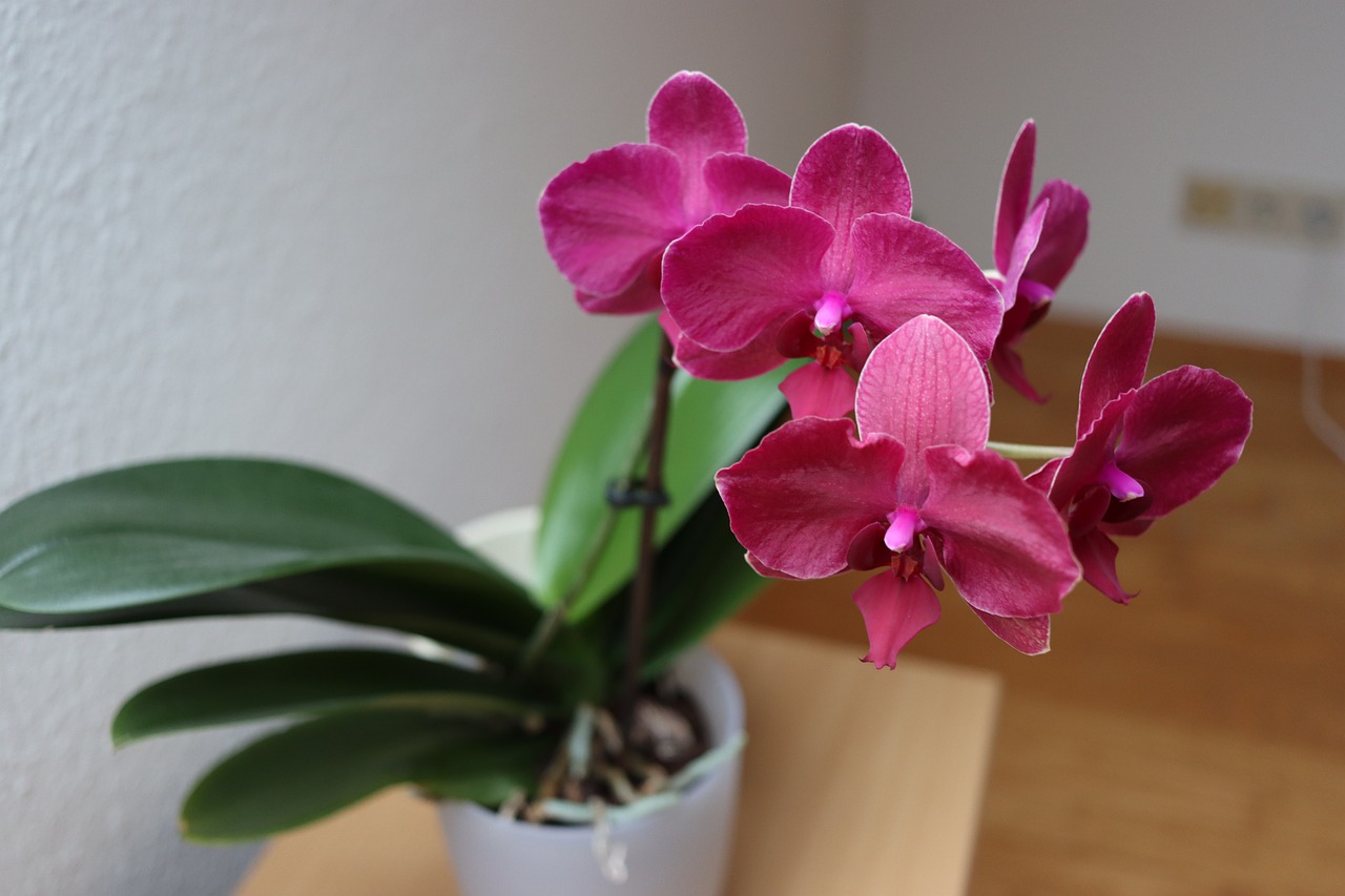 It may seem unbelievable, but by this trick the orchid will live longer and gain beauty