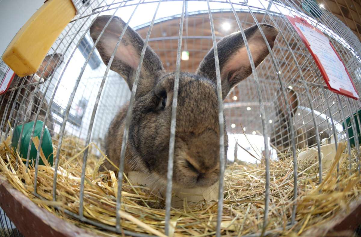 Strange incident in Fellbach: feud escalates between rabbits in the pet store – Reims Mur