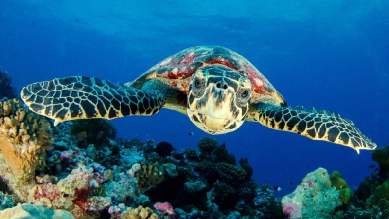This mobile app was created to save endangered sea turtles