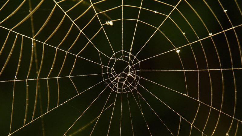 A spider web turned into a musical note by researchers
