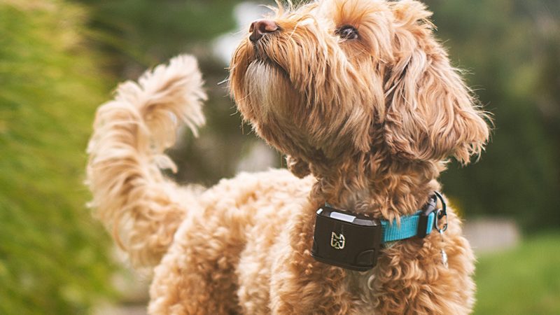 Worthy extra tools: a smart collar for your dog?