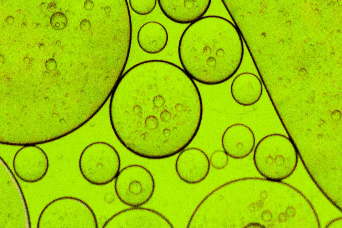 Algae to power our computers battery