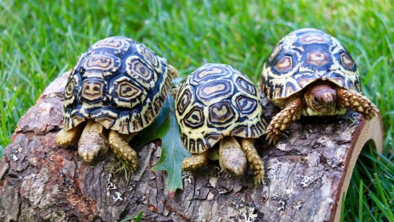 How Climate Change is Reshaping Leopard Tortoise Environments