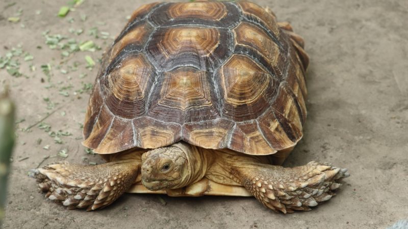 Comprehensive Veterinary Care for Sulcata Tortoises: Essential Tips
