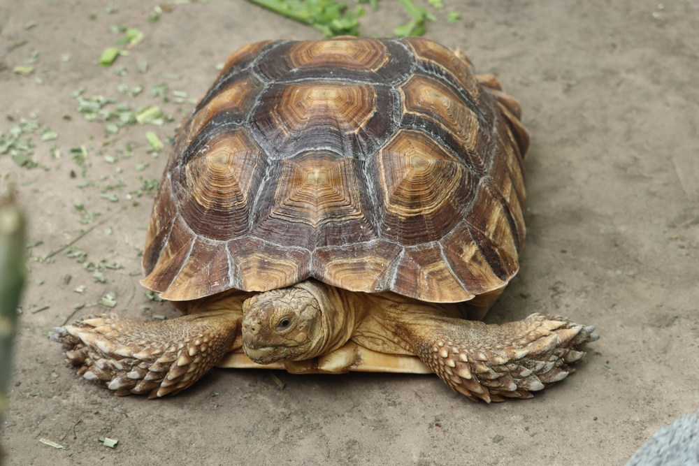 Comprehensive Veterinary Care for Sulcata Tortoises: Essential Tips